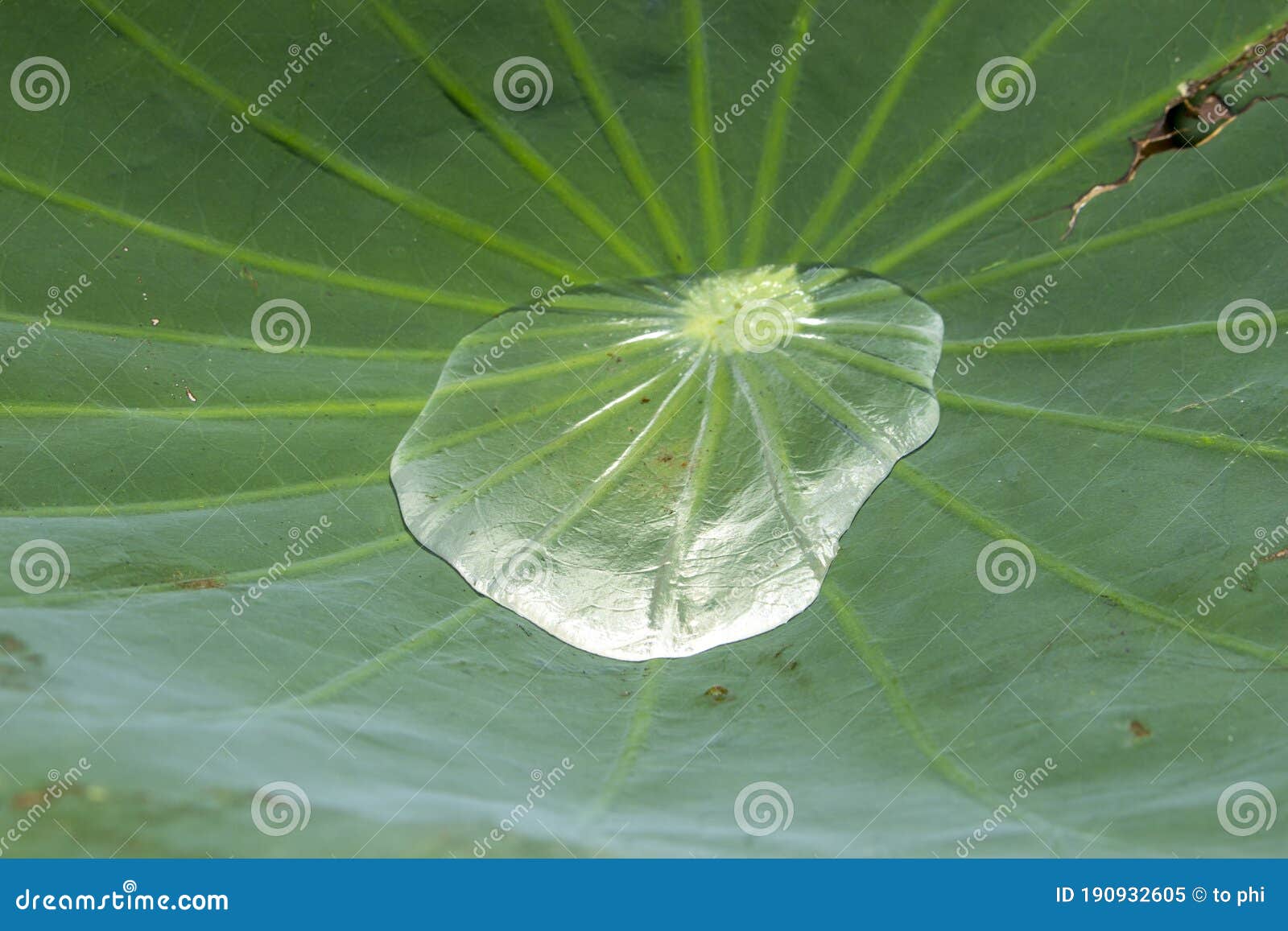 water standing on the lotus leaf